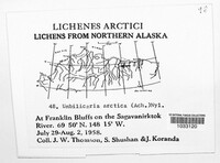 Umbilicaria arctica image